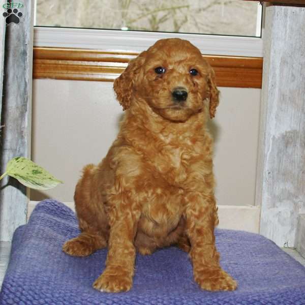 Ruthie, Goldendoodle Puppy